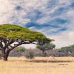 Visa et assurance voyage au Zimbabwe : nos conseils