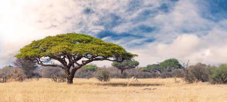 Visa et assurance voyage au Zimbabwe : nos conseils