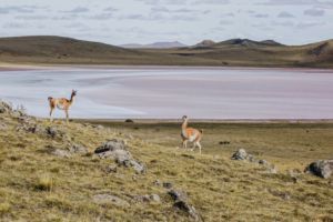 Le tour d’Amérique du sud en van par Chrys et Alex