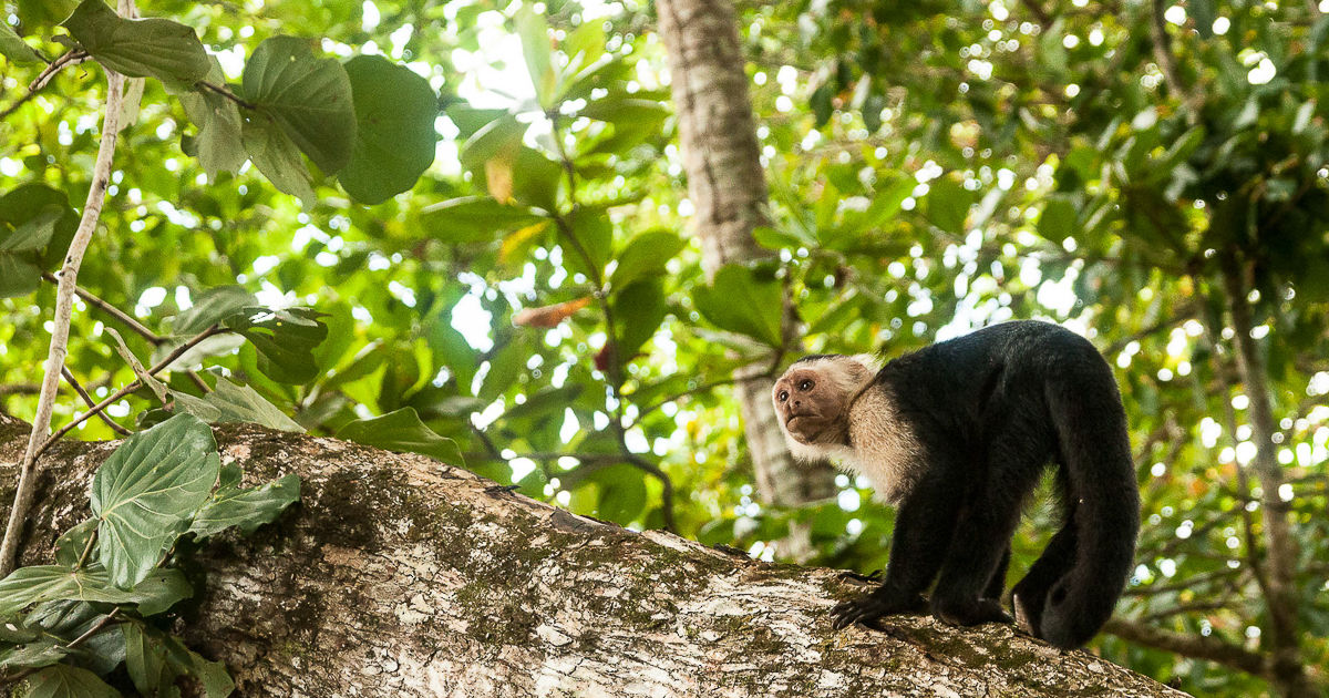 que faire au Costa Rica pour les vacances ? Les activités nature incontournable