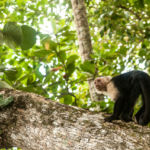 7 activités nature incontournables pour un voyage au Costa Rica