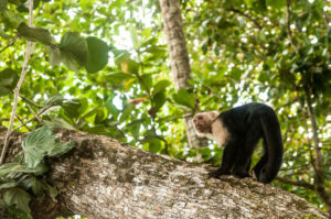 7 activités nature incontournables pour un voyage au Costa Rica