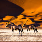 Quel visa et quelle assurance voyage pour votre séjour en Namibie ?