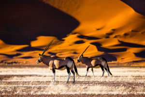 Quel visa et quelle assurance voyage pour votre séjour en Namibie ?