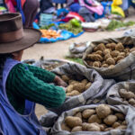 Comment est cuisinée la pomme de terre dans le monde ?
