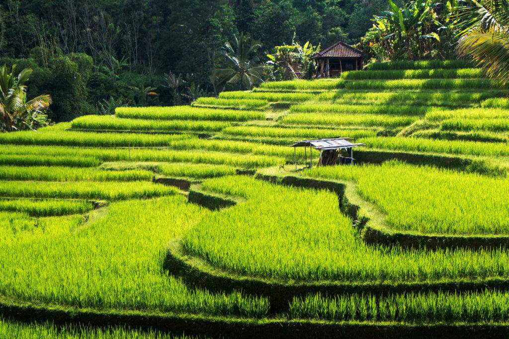 Comment obtenir une attestation d'assurance Covid pour votre voyage à Bali ?