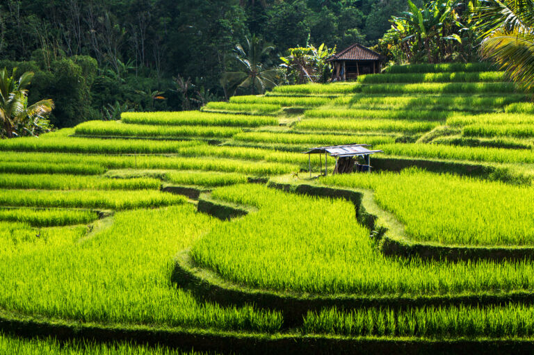 Quelle assurance voyage pour des vacances à Bali ?