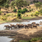 Les plus belles réserves animalières d’Afrique du Sud