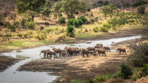 Les plus belles réserves animalières d’Afrique du Sud