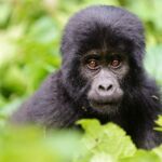 Les sites incontournables à découvrir en Ouganda