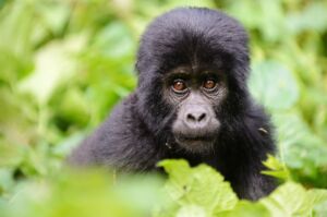 Les sites incontournables à découvrir en Ouganda