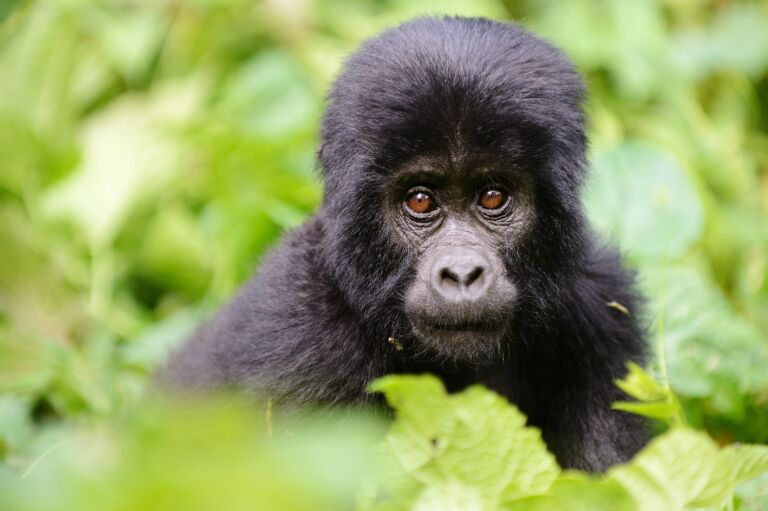 Les sites incontournables à découvrir en Ouganda