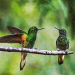 Les rencontres animalières les plus marquantes de Sam et Quentin en tour du monde