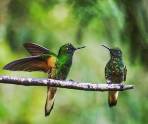 Les rencontres animalières les plus marquantes de Sam et Quentin en tour du monde