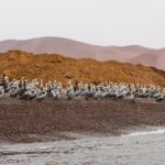 Comment visiter les îles Ballestas au Pérou ?