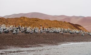 Comment visiter les îles Ballestas au Pérou ?