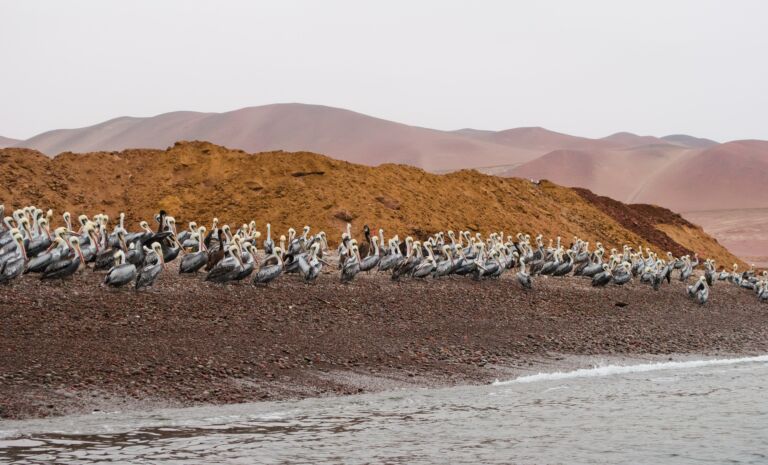 Comment visiter les îles Ballestas au Pérou ?