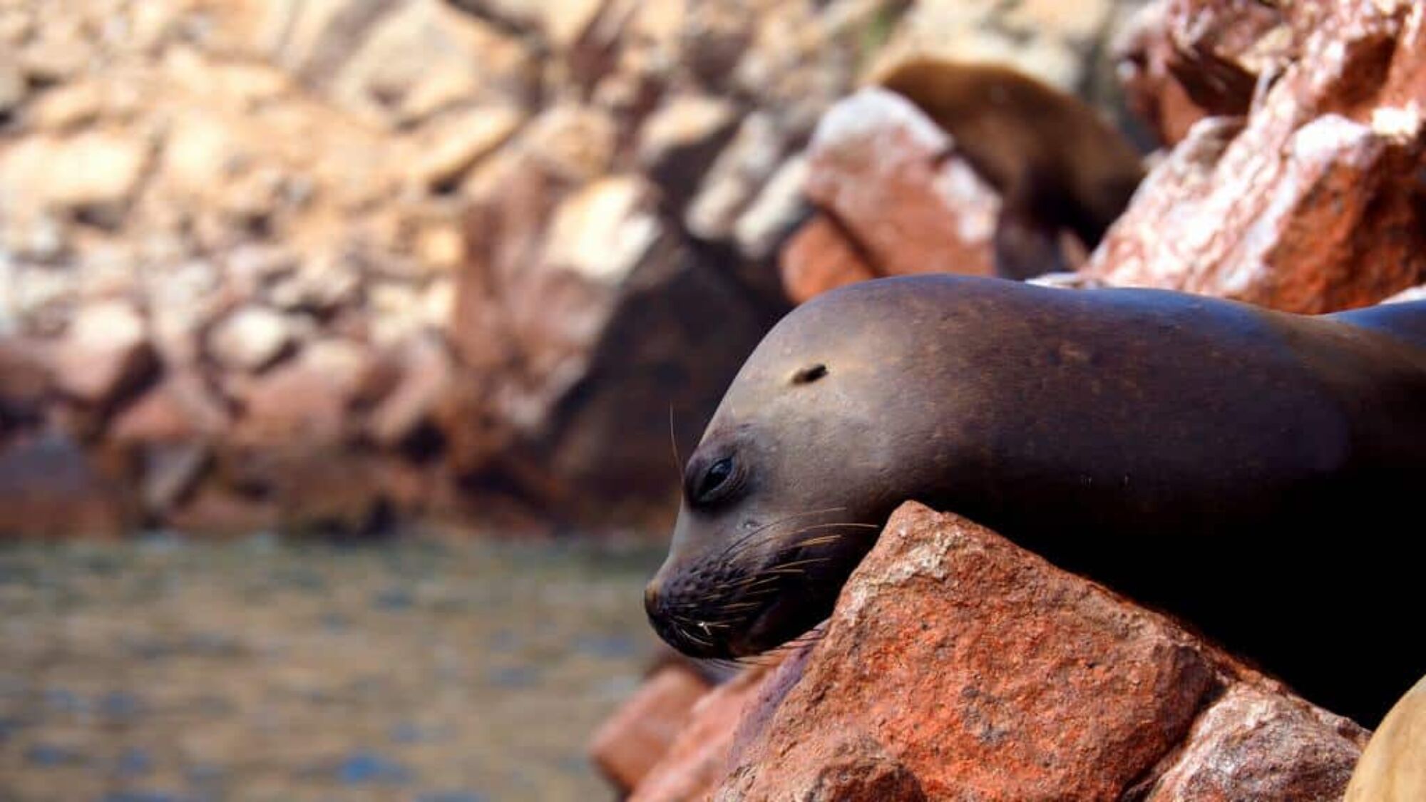 Comment visiter les îles Ballestas au Pérou
