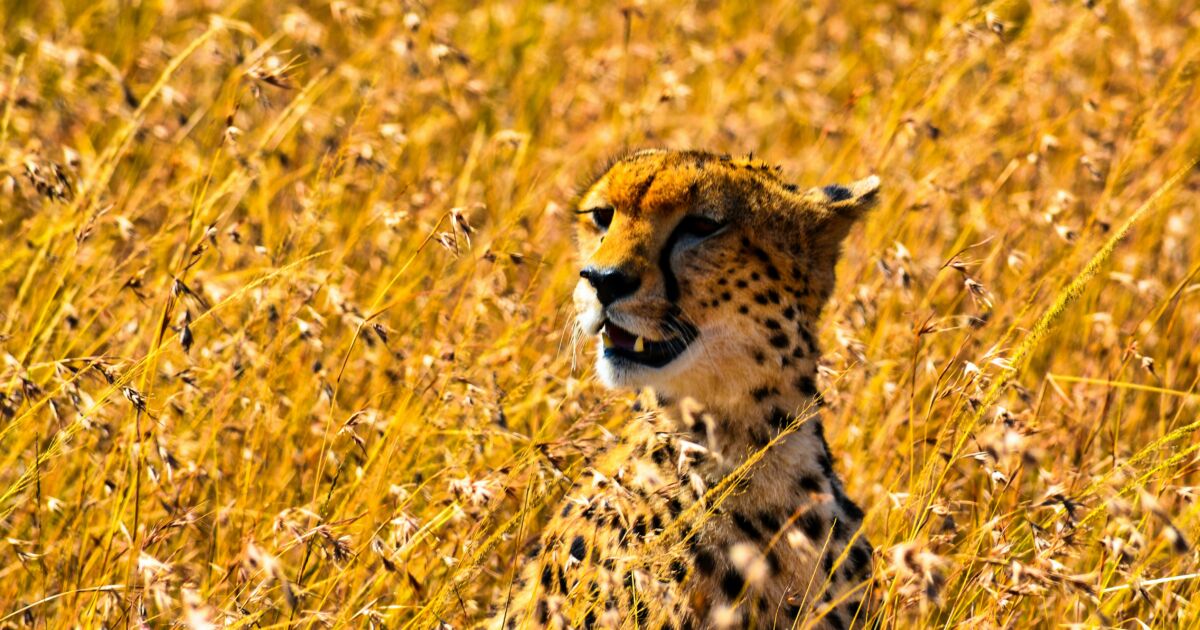 meilleur safari Afrique