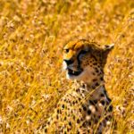 Les 6 plus beaux Parcs Nationaux pour faire un safari en Afrique