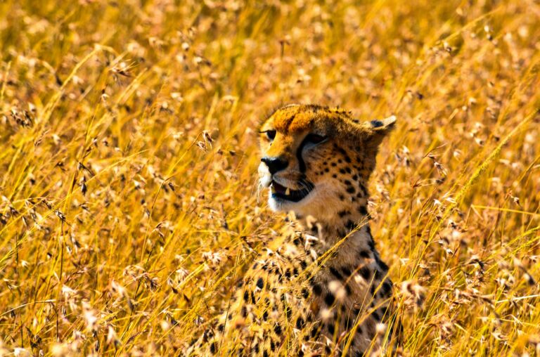 Les 6 plus beaux Parcs Nationaux pour faire un safari en Afrique