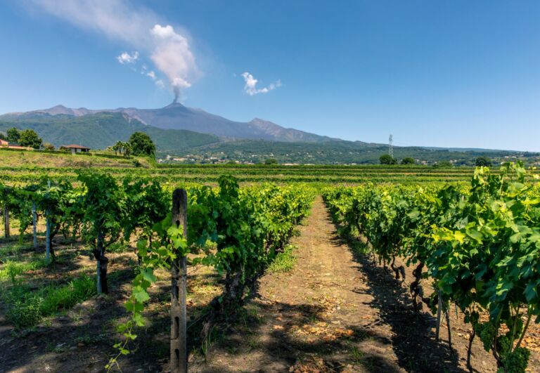 Les vignobles insolites à découvrir dans le monde