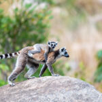 Nos conseils pour un voyage organisé à Madagascar