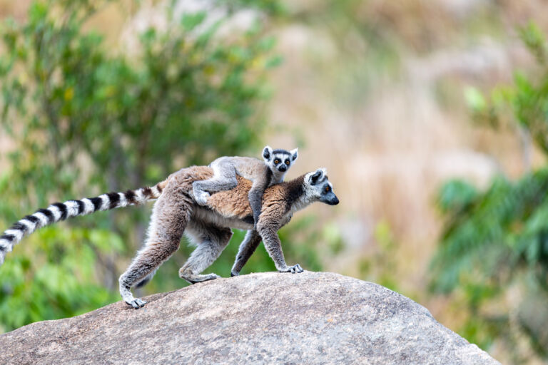 Nos conseils pour un voyage organisé à Madagascar