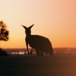 Australie, Working Holiday, l’expérience d’une vie [TEASER]