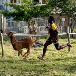 Les courses de chèvres de Buccoo, la passion singulière des habitants de Tobago