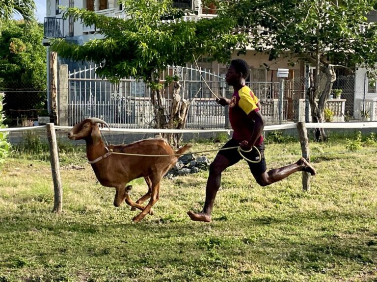 Les courses de chèvres de Buccoo, la passion singulière des habitants de Tobago