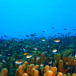 Les meilleurs sites pour faire de la plongée à Bali