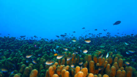 Les meilleurs sites pour faire de la plongée à Bali