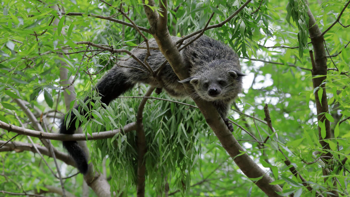 Protéger le binturong de Palawan, la mission de ABConservation