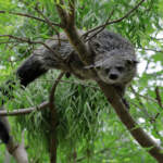 Protéger le binturong de Palawan, la mission de ABConservation