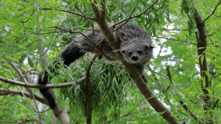 Protéger le binturong de Palawan, la mission de ABConservation