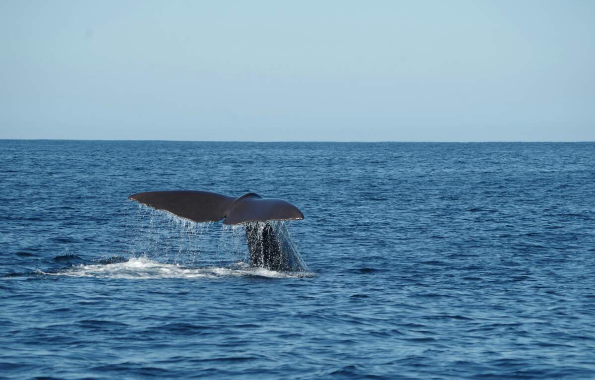 Où voir des baleines en Nouvelle-Zélande ?