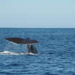 Où voir des baleines en Nouvelle-Zélande ?