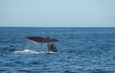 Où voir des baleines en Nouvelle-Zélande ?