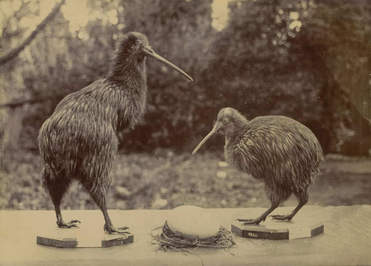 Où voir des kiwis en Nouvelle-Zélande ?