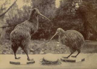 Où voir des kiwis en Nouvelle-Zélande ?