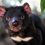 Où voir des diables de Tasmanie en Australie ?
