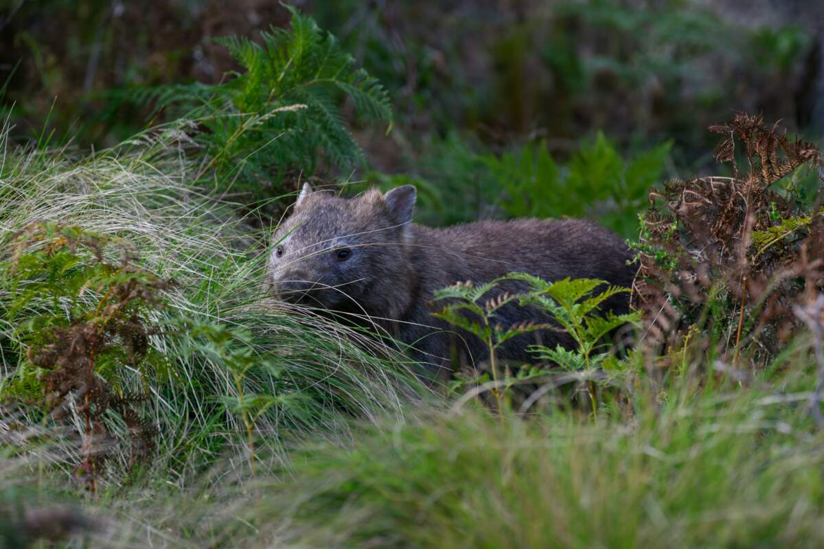 Où voir des wombats en Australie ?