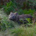 Où voir des wombats en Australie ?