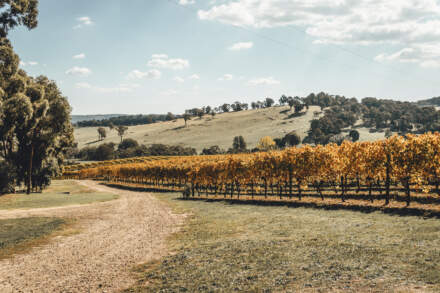 Les meilleures régions pour travailler dans le vin en Australie
