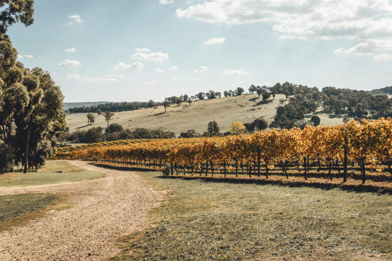 Les meilleures régions pour travailler dans le vin en Australie